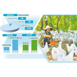 “白鳳仙子”養成記——江西泰和打造百億元級烏雞產業