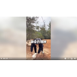 兩千年前的雞你見過嗎 泰和烏雞